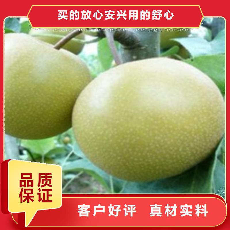 梨树苗山楂苗货源足质量好