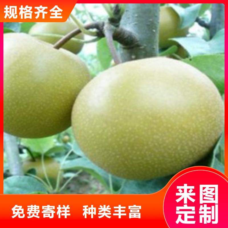 【梨树苗】李子苗按需定做