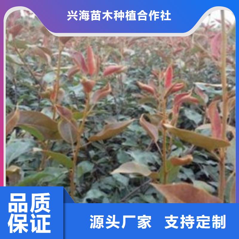 梨树苗 板栗苗分类和特点