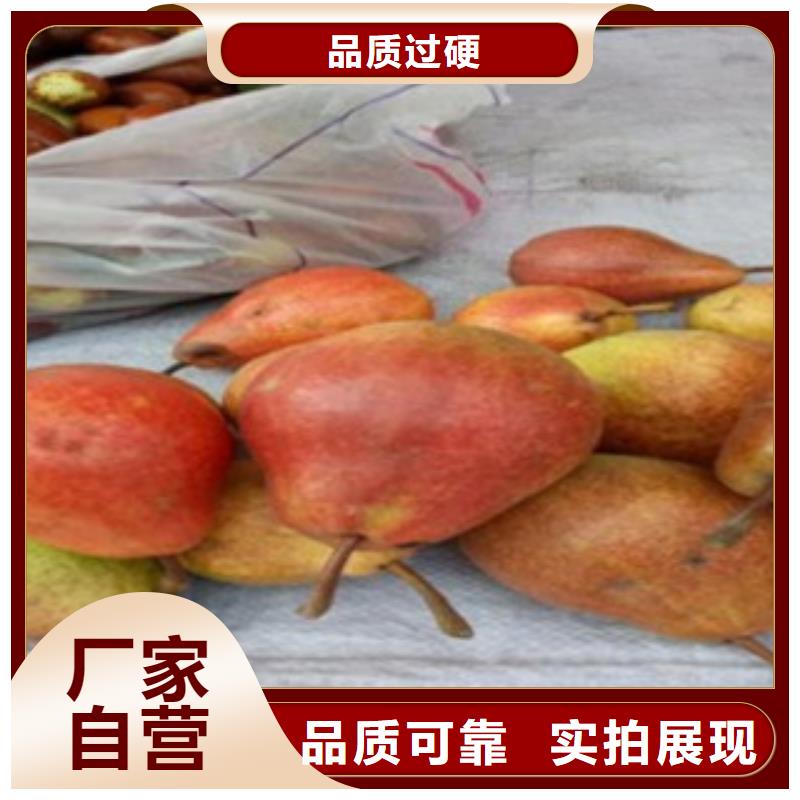 梨树苗-【桃树苗】供应商