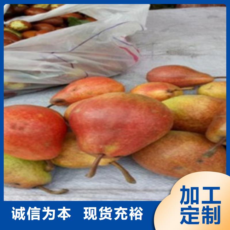 【梨树苗】李子苗按需定做