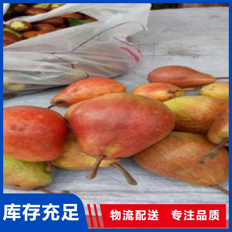 梨树苗蓝莓苗售后服务完善