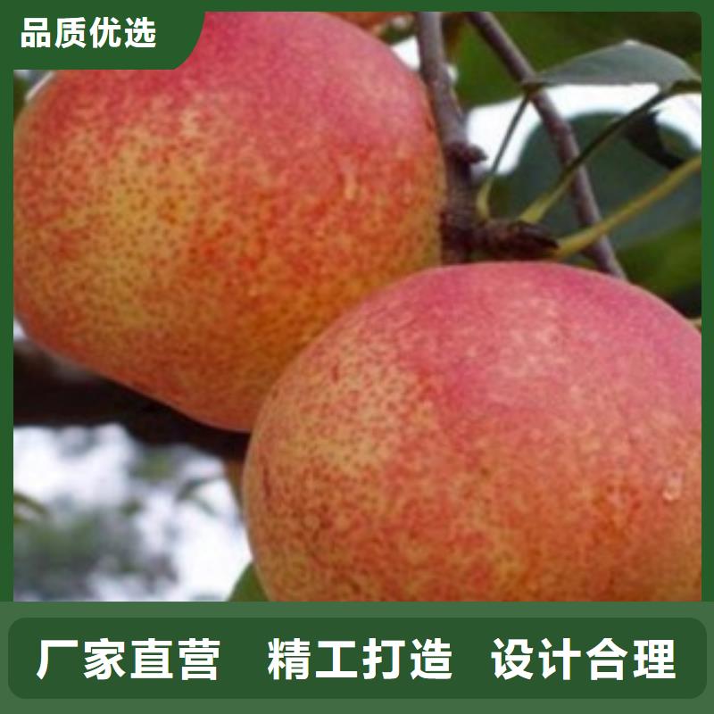 梨树苗桃树苗种类丰富