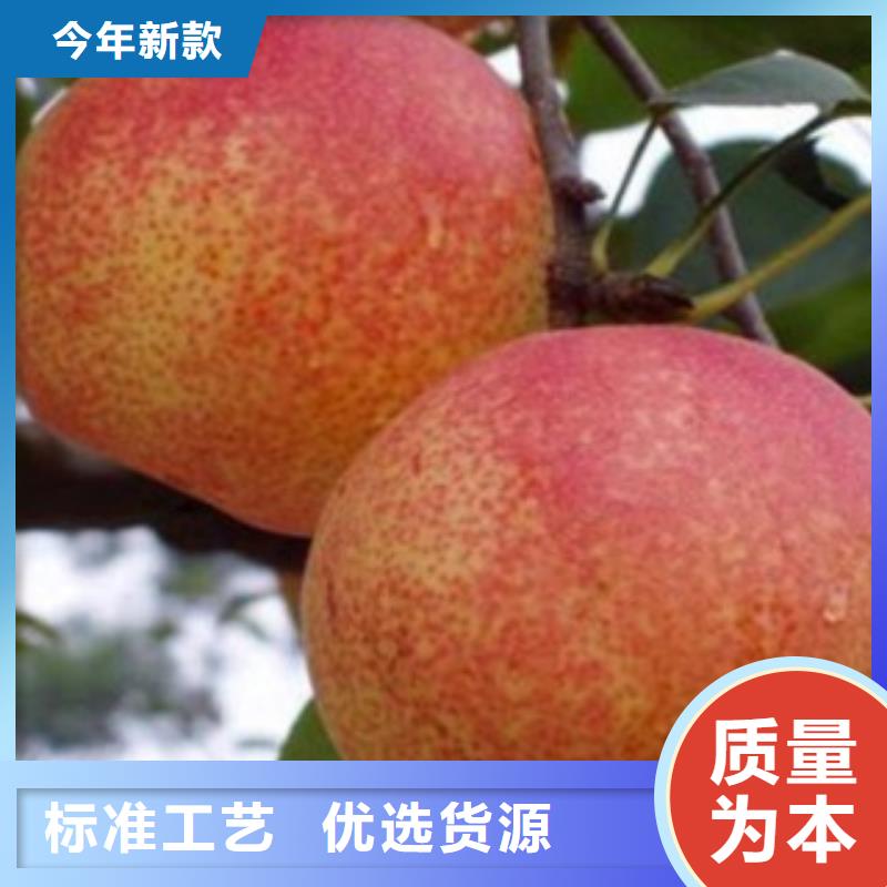 梨树苗 板栗苗分类和特点