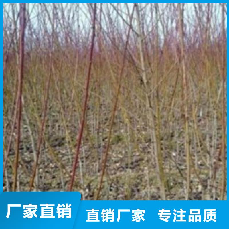 梨树苗板栗苗源头厂商