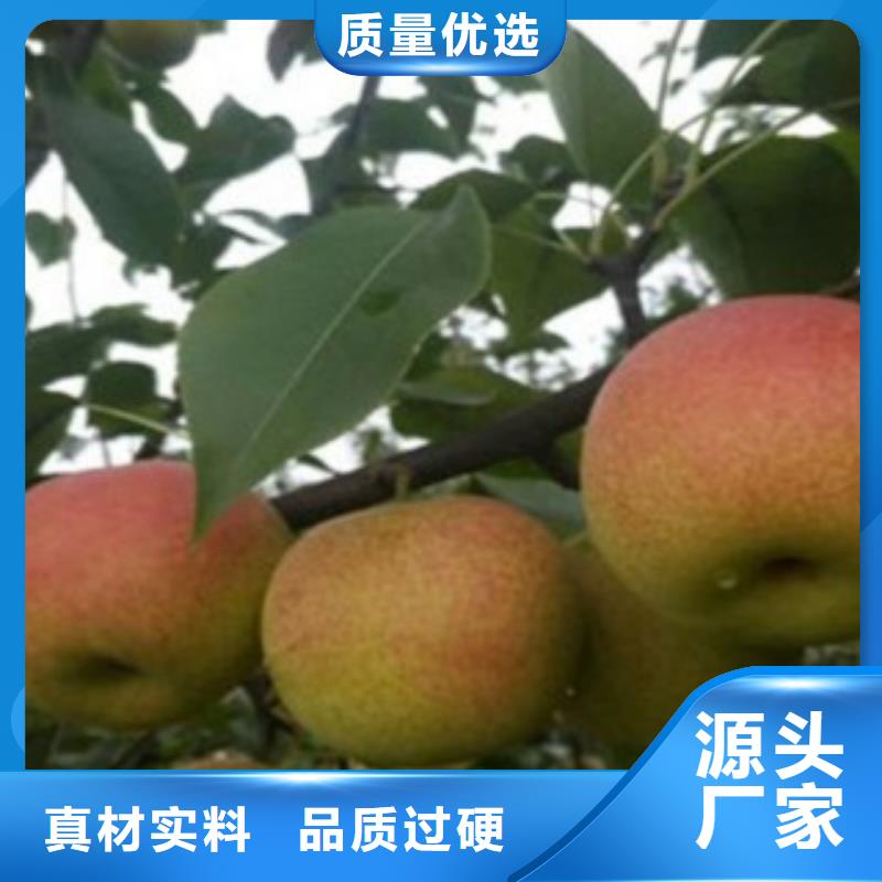 梨树苗合作共赢