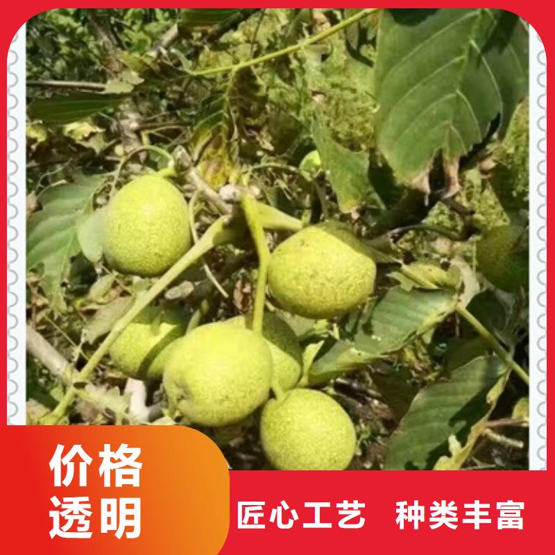 核桃苗,蓝莓苗现货供应