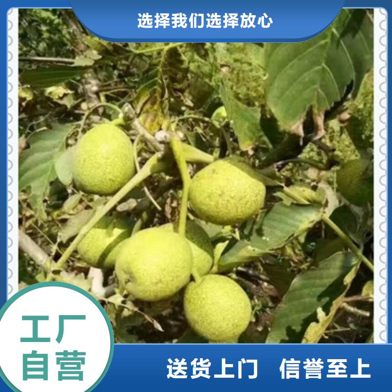 核桃苗【桃树苗】N年专注