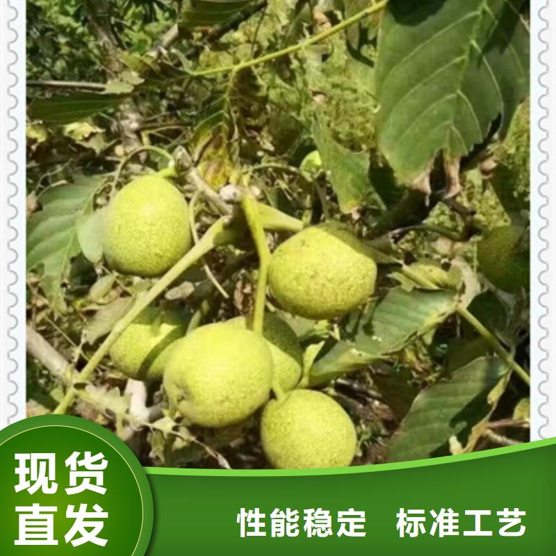 核桃苗桃树苗定制零售批发