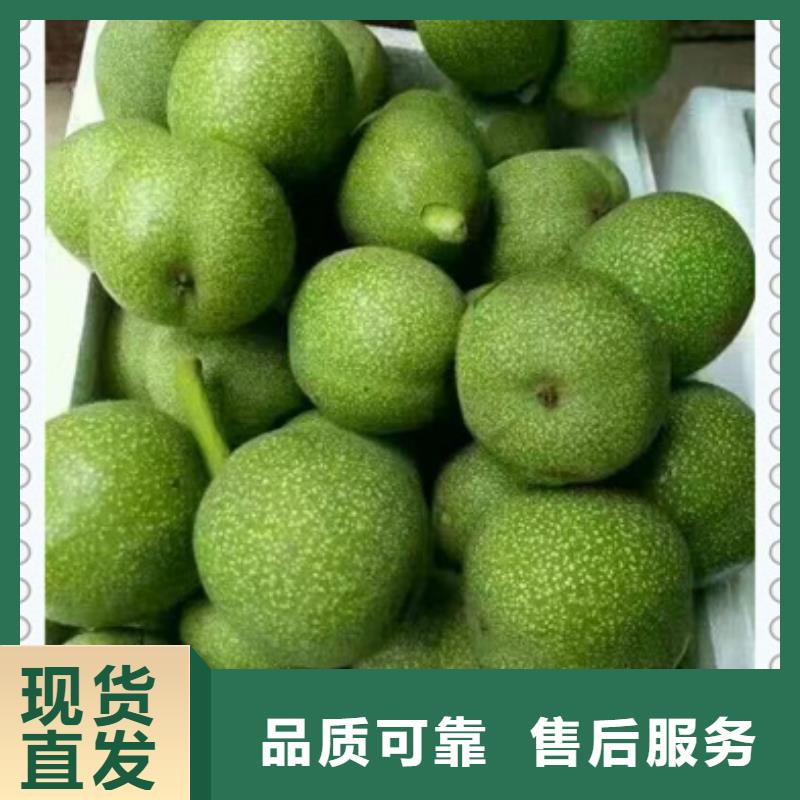 核桃苗【桃树苗】N年专注