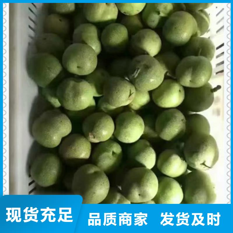 核桃苗板栗苗大量现货供应