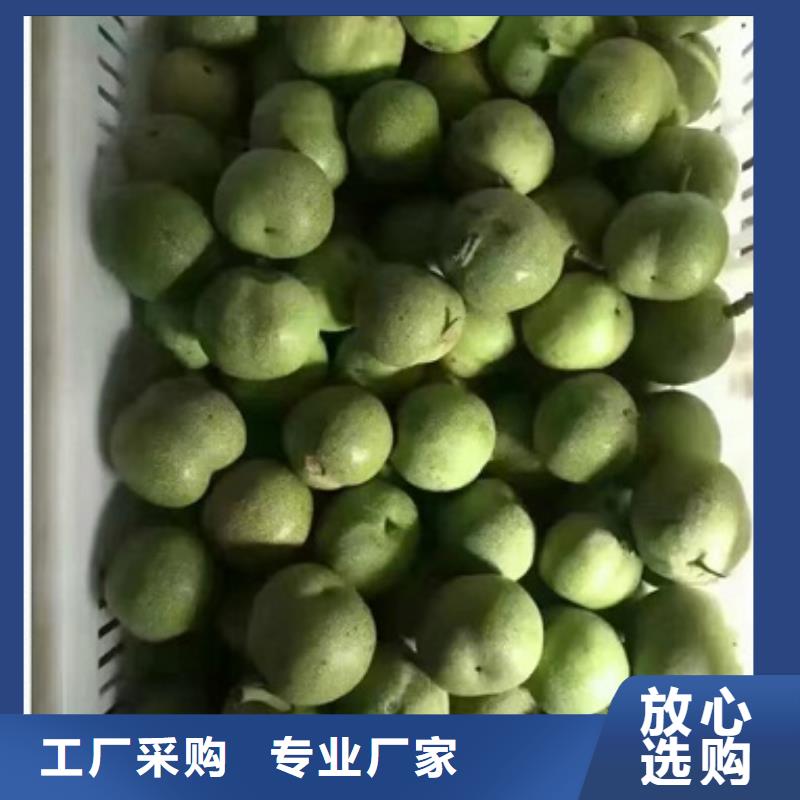 核桃苗蓝莓苗每一处都是匠心制作