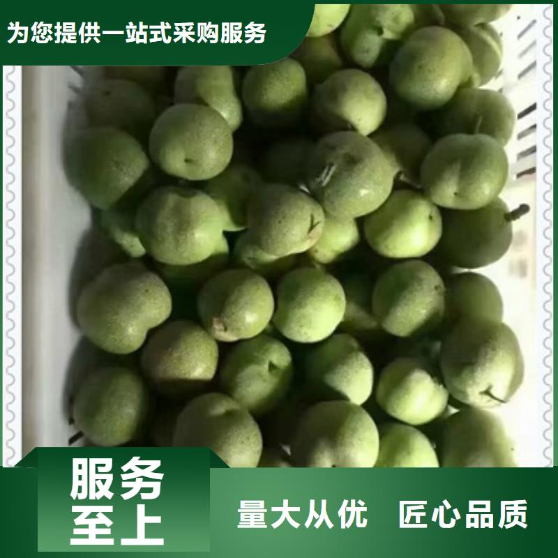 核桃苗【桃树苗】N年专注