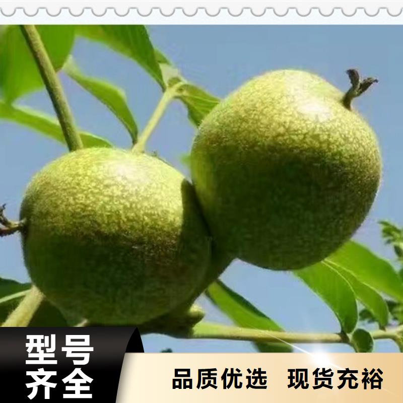核桃苗梨树苗用品质赢得客户信赖