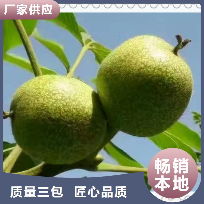 核桃苗蓝莓苗每一处都是匠心制作