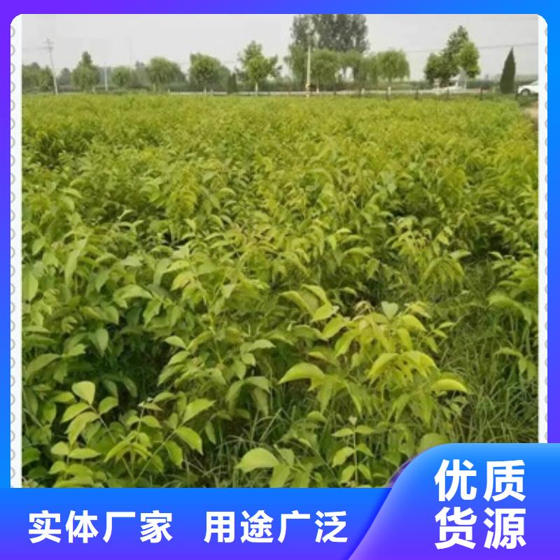 核桃苗蓝莓苗每一处都是匠心制作