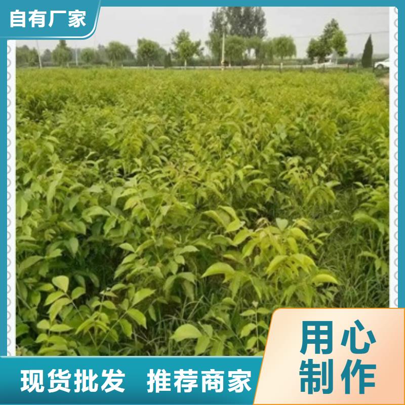 核桃苗,花椒苗诚信商家