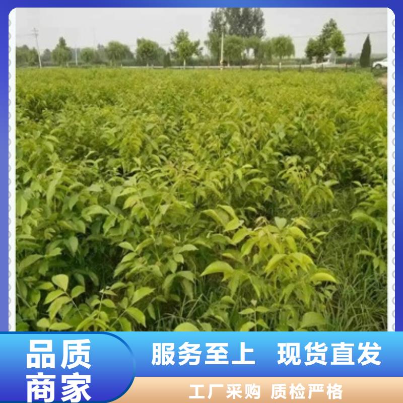核桃苗,蓝莓苗现货供应