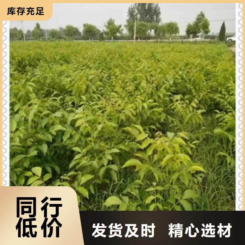 【核桃苗】板栗苗厂家供应