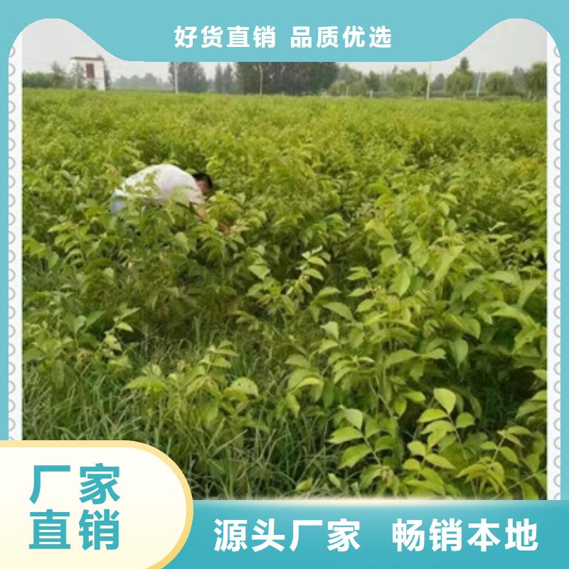 核桃苗【桃树苗】N年专注