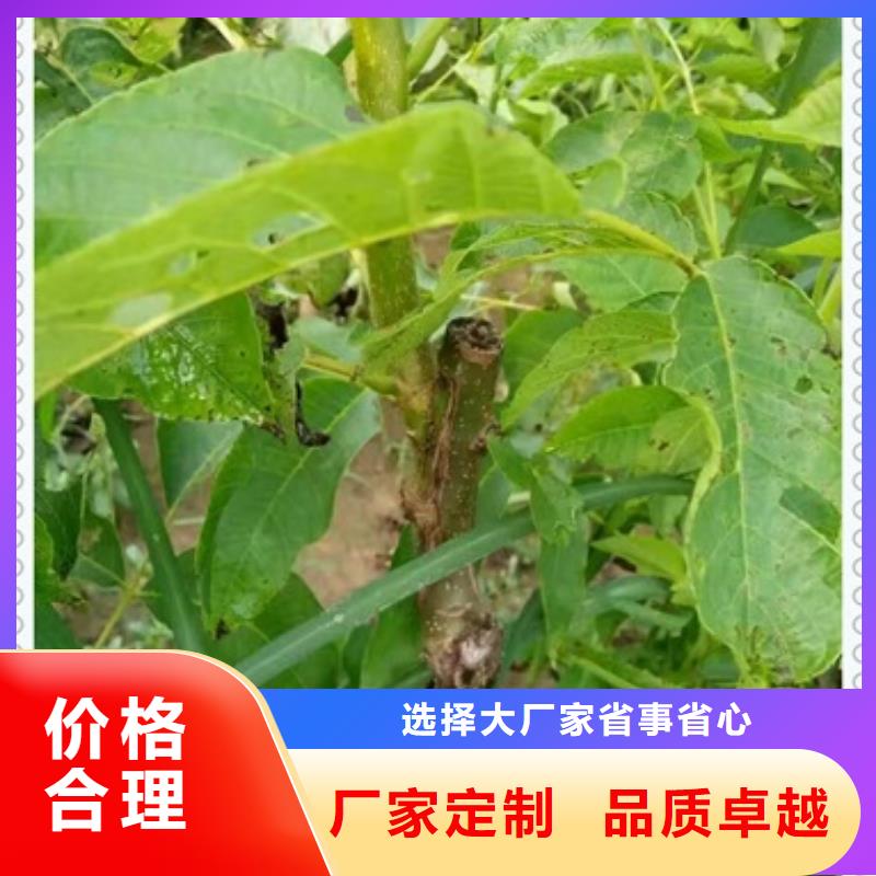【核桃苗】板栗苗厂家供应