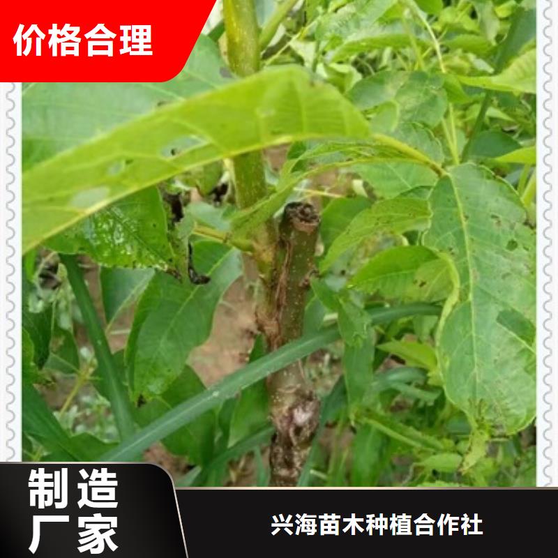 核桃苗梨树苗用品质赢得客户信赖