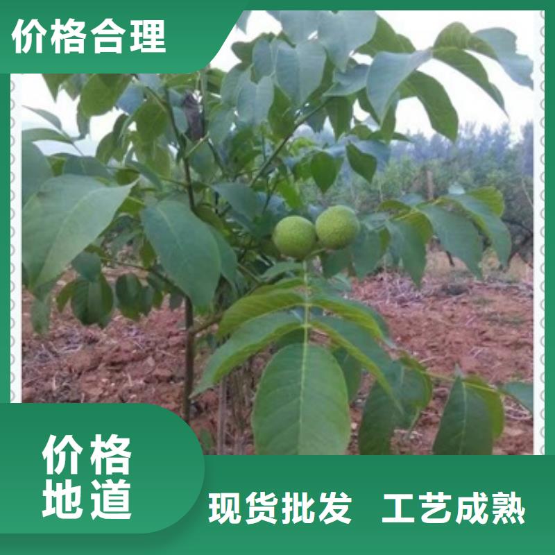 核桃苗品质保证实力见证