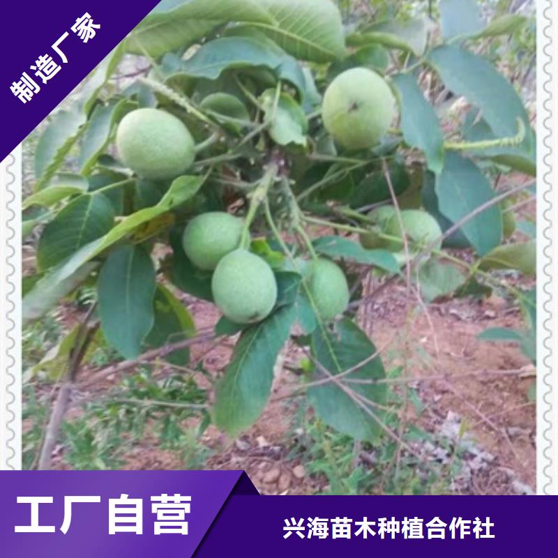 核桃苗梨树苗服务周到
