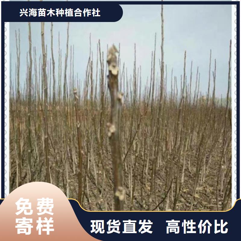 核桃苗蓝莓苗每一处都是匠心制作