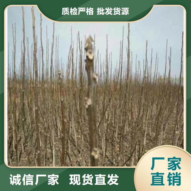 核桃苗【桃树苗】N年专注