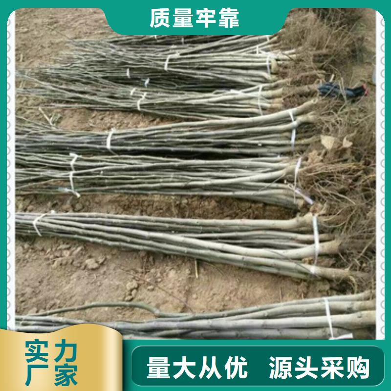 核桃苗板栗苗大量现货供应