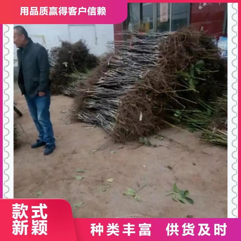 核桃苗,蓝莓苗现货供应
