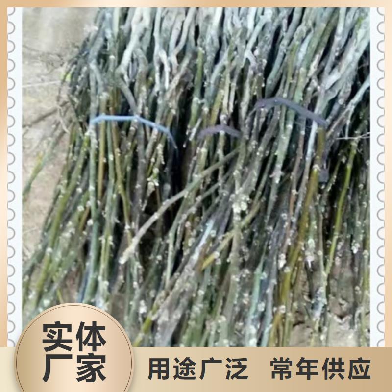 核桃苗板栗苗大量现货供应