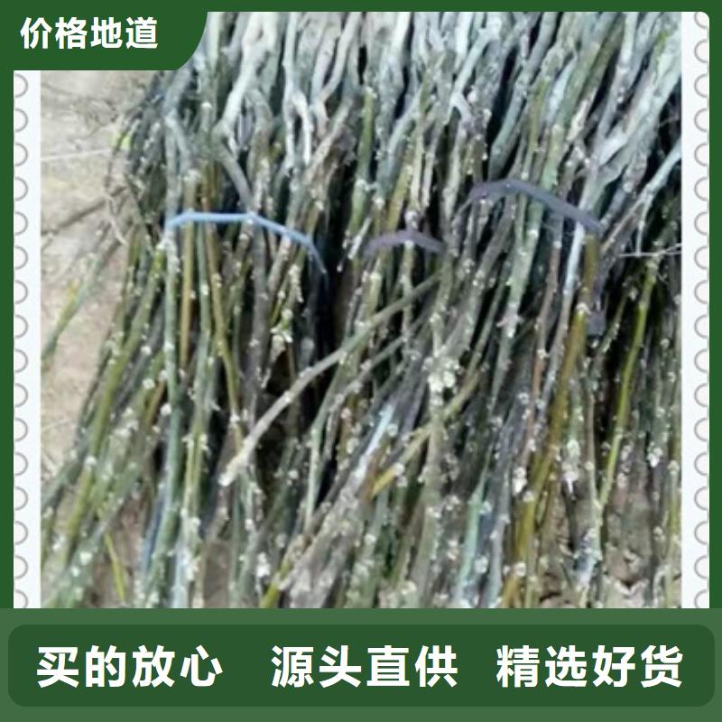 核桃苗【板栗苗】精工制作