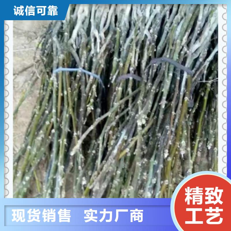 核桃苗,花椒苗诚信商家