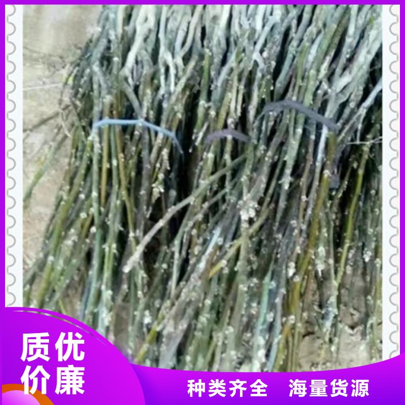 核桃苗梨树苗服务周到