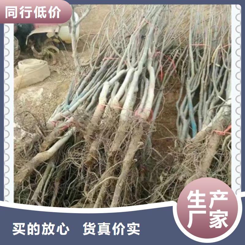 核桃苗品质保证实力见证