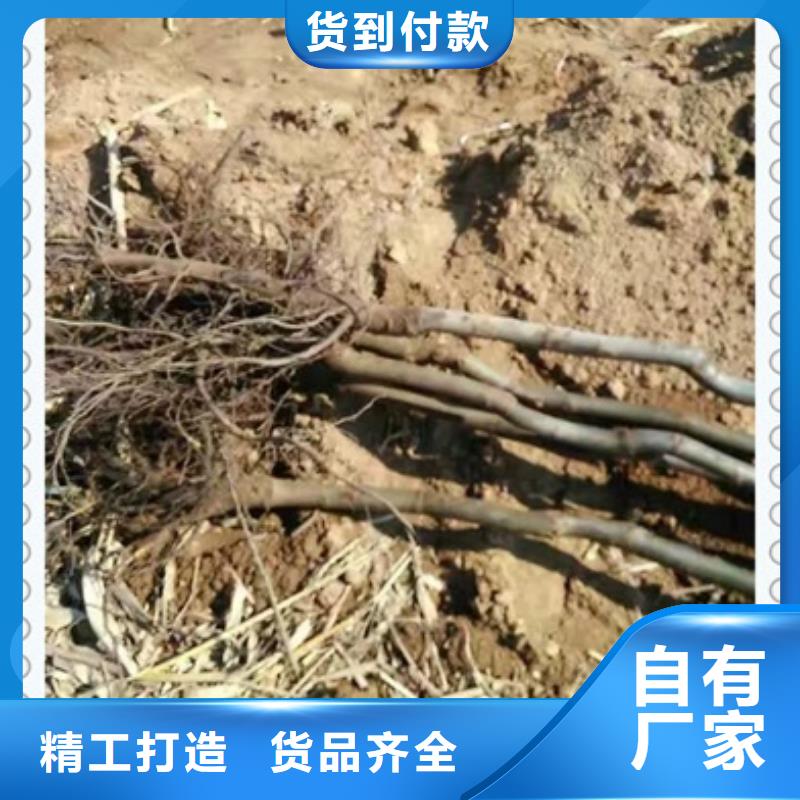 核桃苗板栗苗大量现货供应