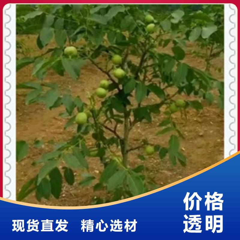 核桃苗,花椒苗诚信商家