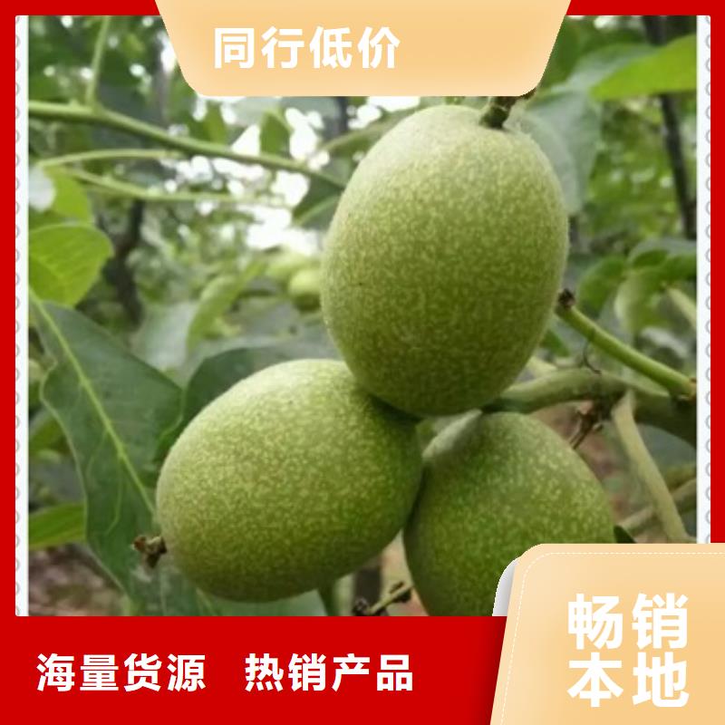 核桃苗板栗苗大量现货供应
