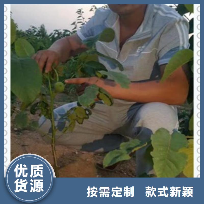 核桃苗,蓝莓苗现货供应