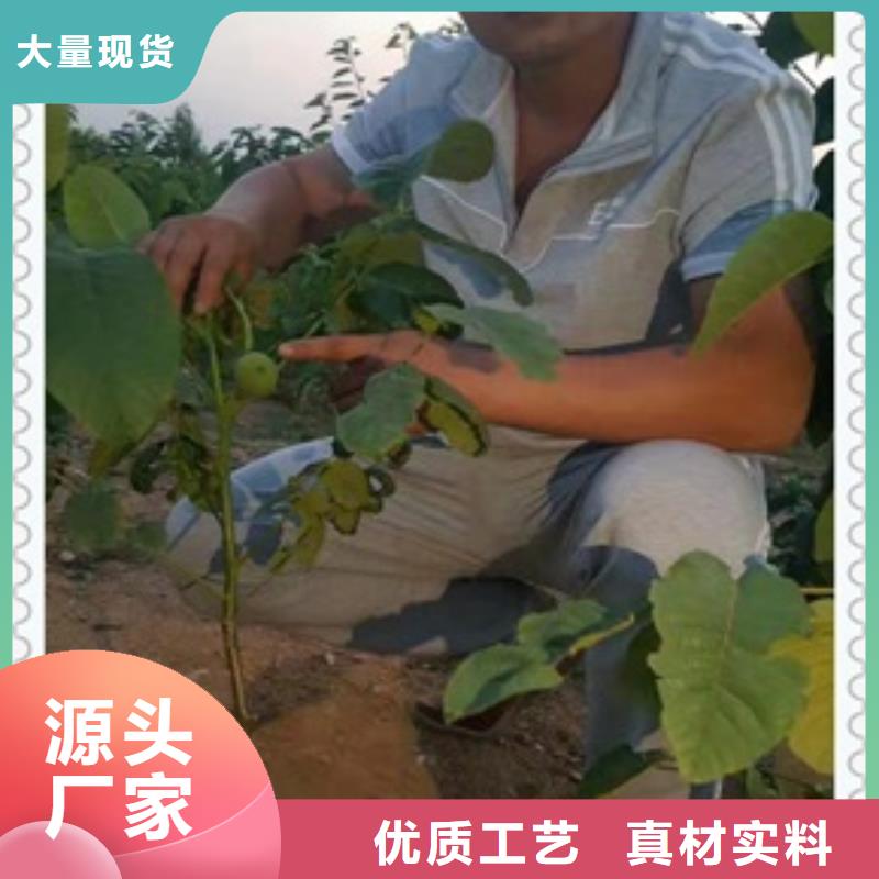 核桃苗【板栗苗】精工制作