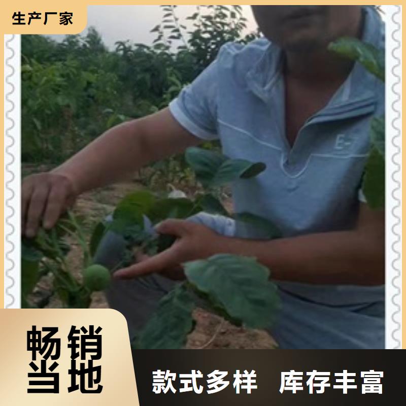 核桃苗蓝莓苗每一处都是匠心制作
