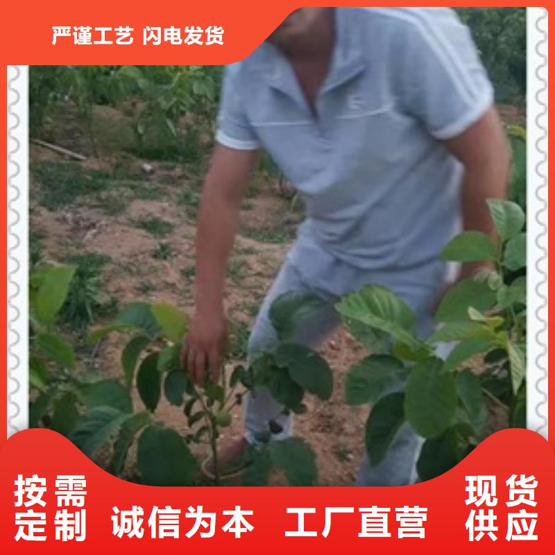 《太原》(本地)核桃苗【蓝莓苗】实力公司