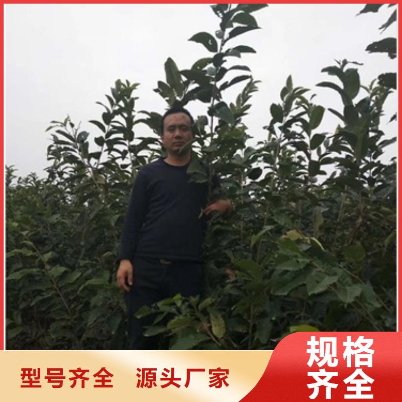 板栗苗桃树苗支持大小批量采购