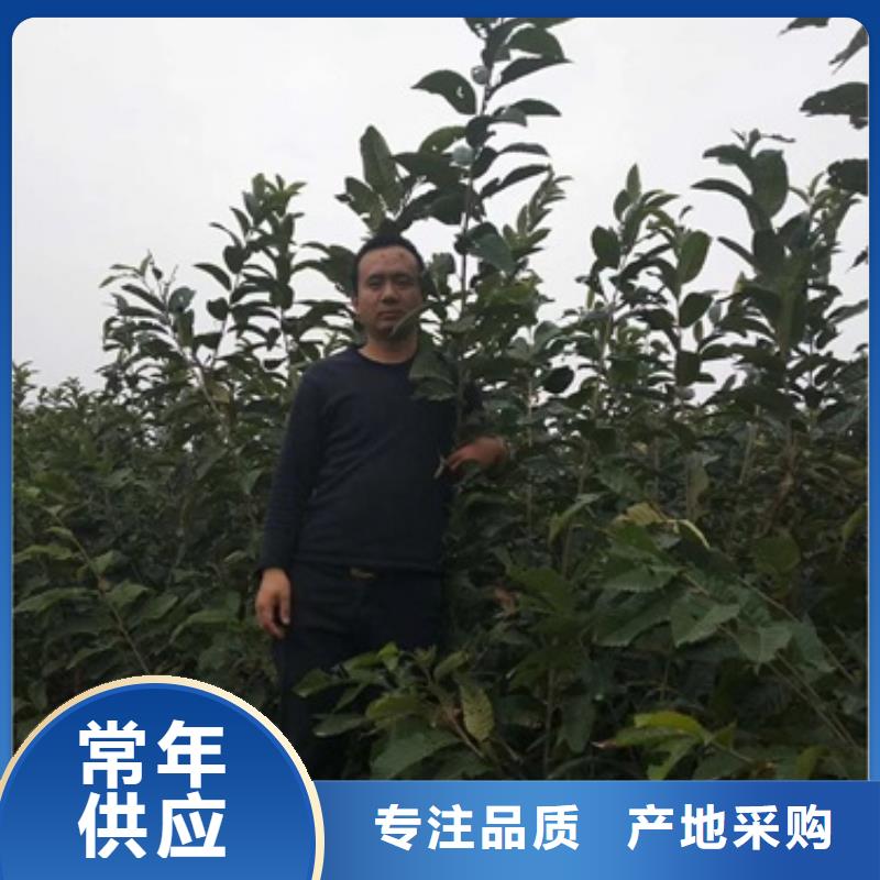 板栗苗【蓝莓苗】厂家大量现货