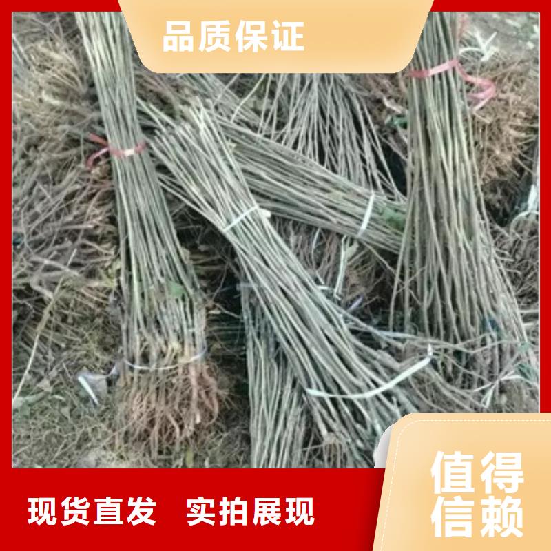 板栗苗梨树苗实体诚信厂家