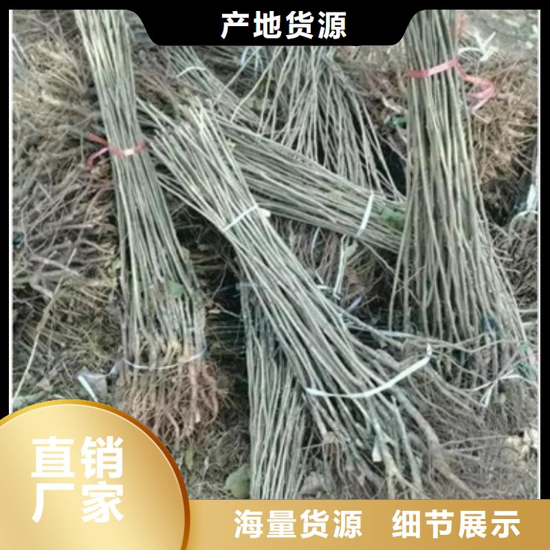 板栗苗蓝莓苗源头工厂量大优惠
