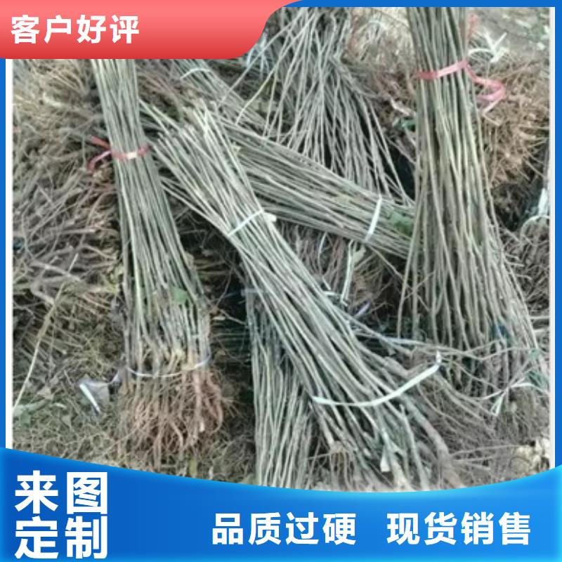 板栗苗苹果苗来图定制