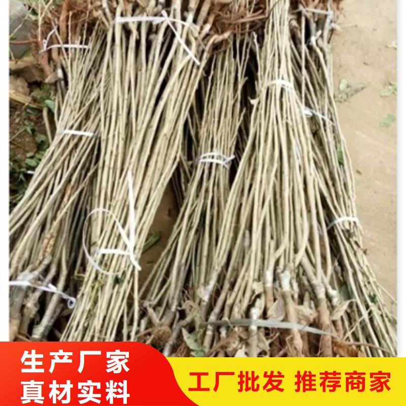 板栗苗蓝莓苗源头工厂量大优惠